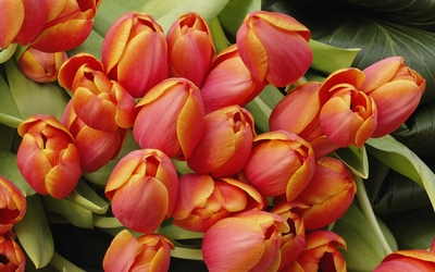 Tulips with red petals and golden edges wallpaper