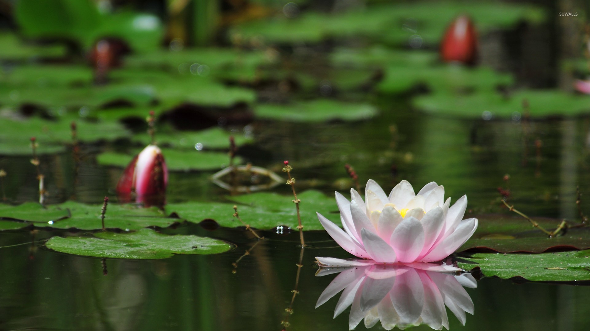 Water Lilies Wallpaper Flower Wallpapers 6393