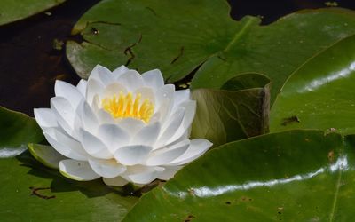 Water lily [14] wallpaper