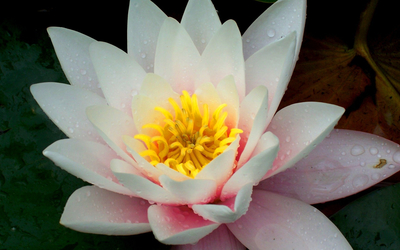 Water lily [18] wallpaper
