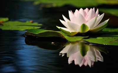Water lily [12] wallpaper