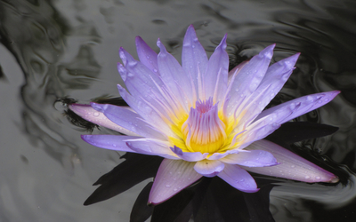 Water lily [16] wallpaper