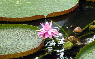 Water Lily [8] wallpaper