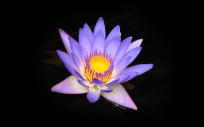 Water lily [9] wallpaper