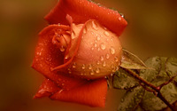 Wet red rose wallpaper 1920x1080 jpg