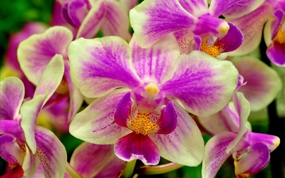 White and purple orchids Wallpaper