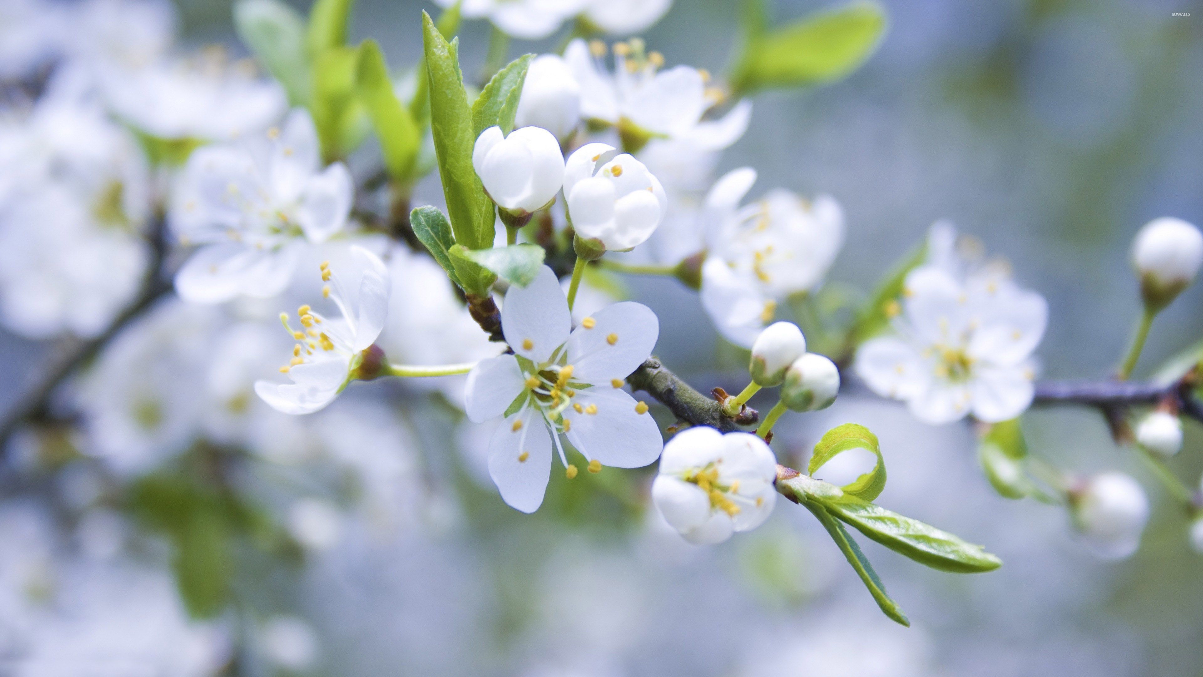 White blossoms [2] wallpaper - Flower wallpapers - #28037