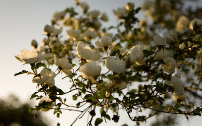White blossoms [11] wallpaper