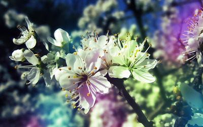 White blossoms in the spring wallpaper
