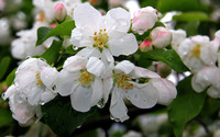 White blossoms with water drops wallpaper 2560x1600 jpg