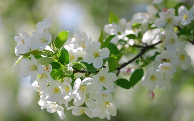 White cherry blossoms wallpaper