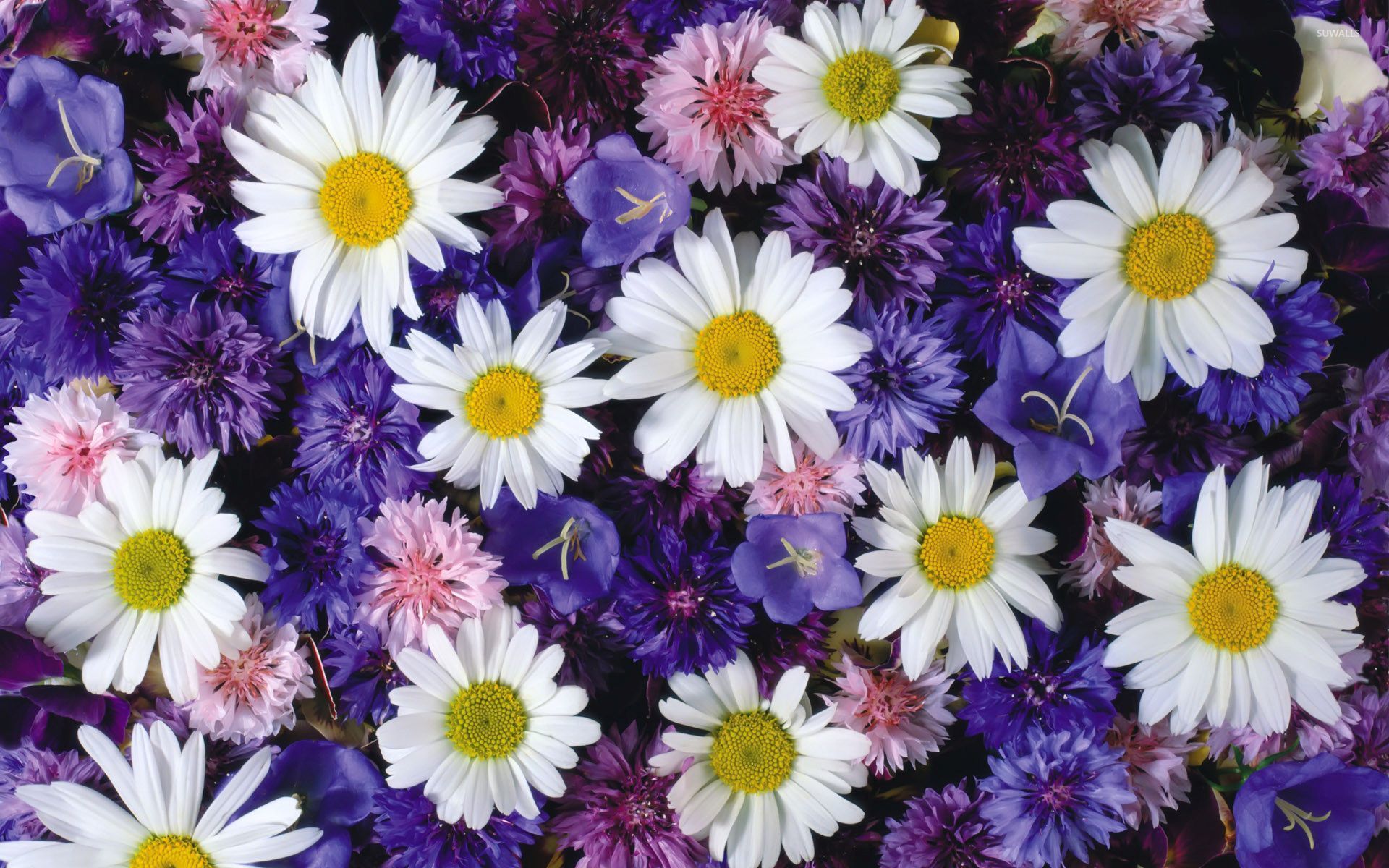 White Daisies Between The Purple Flowers Wallpaper Flower Wallpapers