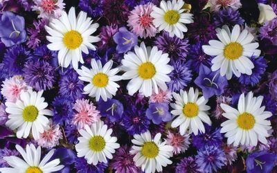 White daisies between the purple flowers wallpaper