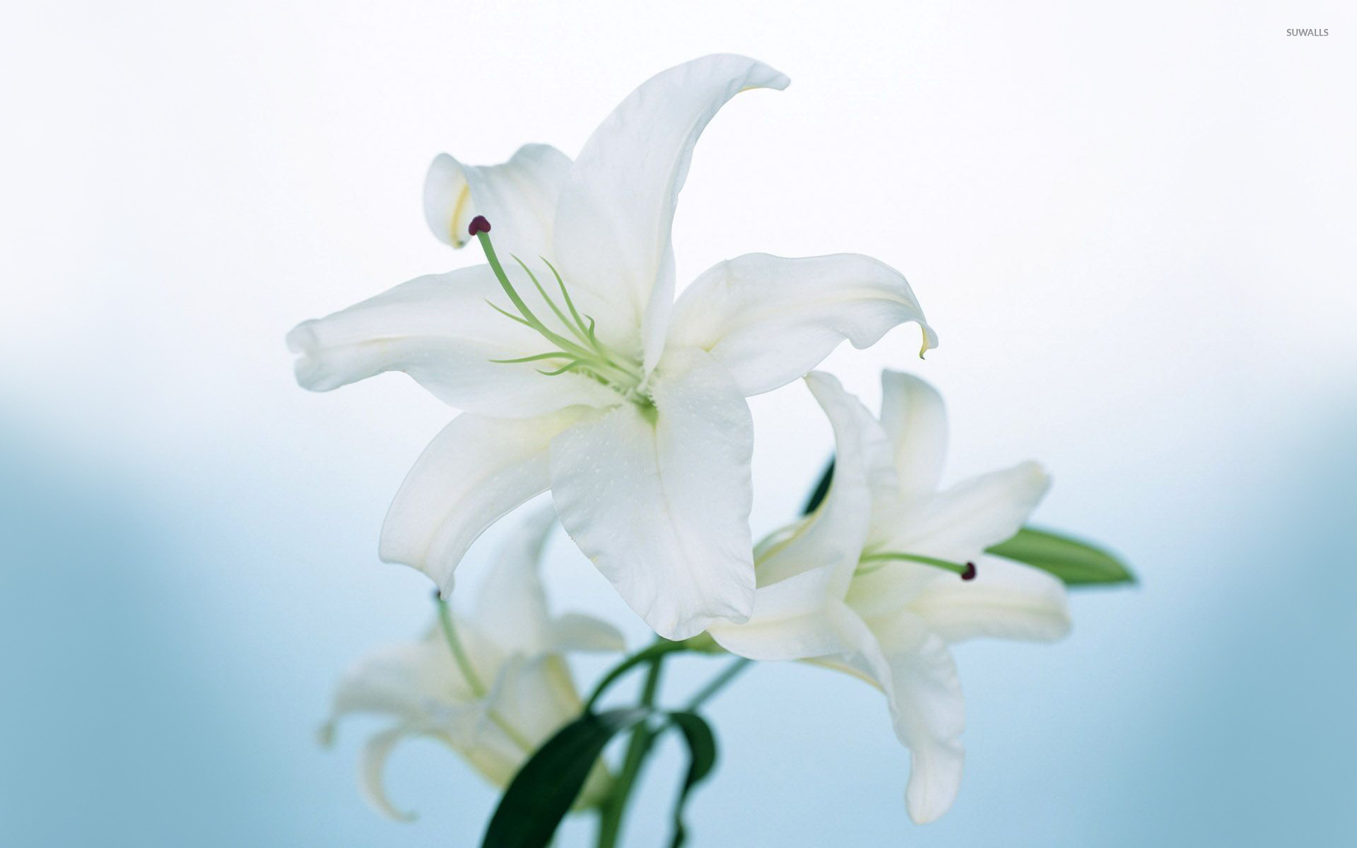 White Lily wallpaper - Flower wallpapers - #4163