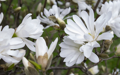 White magnolias wallpaper
