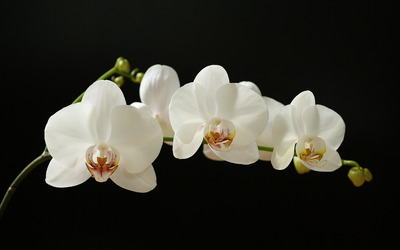 White Orchid wallpaper