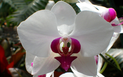 White orchid [2] wallpaper