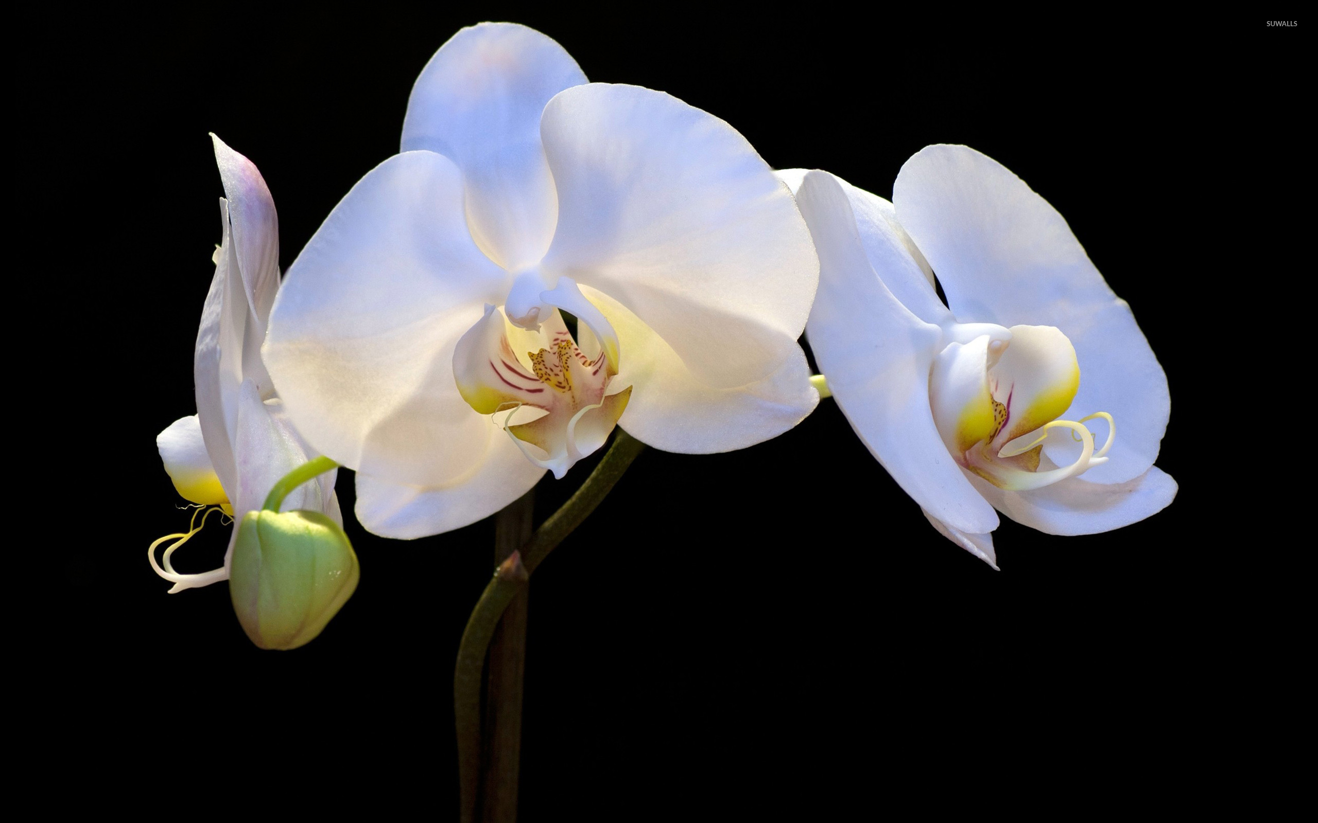 White Orchids Wallpaper Flower Wallpapers 8056 White Orchids Wallpaper Flower Wallpapers 8056