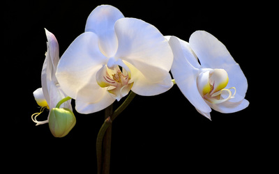 White orchids wallpaper