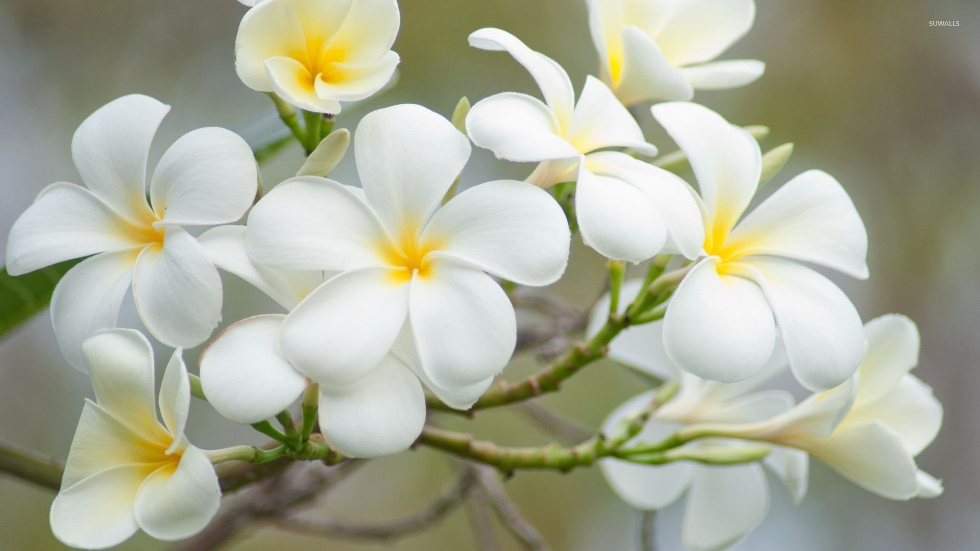 Desktop Wallpapers Valentines Day Heart White flower Plumeria