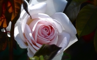White rose [6] wallpaper 2560x1600 jpg