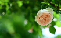 White rose [4] wallpaper 2560x1600 jpg