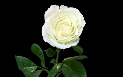 White rose [7] wallpaper