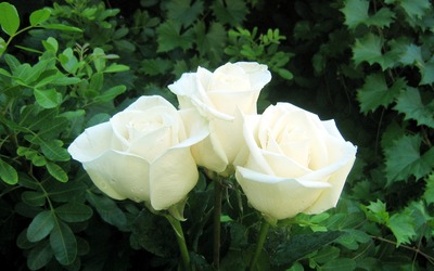 White Rose Bouquet wallpaper