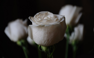White roses wallpaper