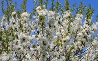 White sour cherry blossoms and green leaves wallpaper 3840x2160 jpg