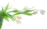 White tulips [3] wallpaper 2560x1600 jpg