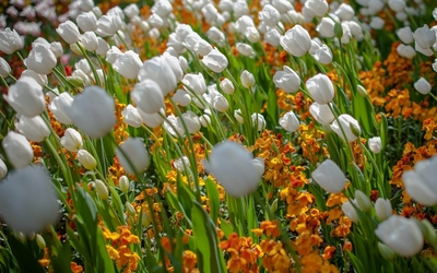 White tulips rising above the orange blossoms wallpaper