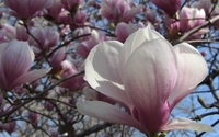 White with pink magnolia close-up wallpaper 2560x1440 jpg