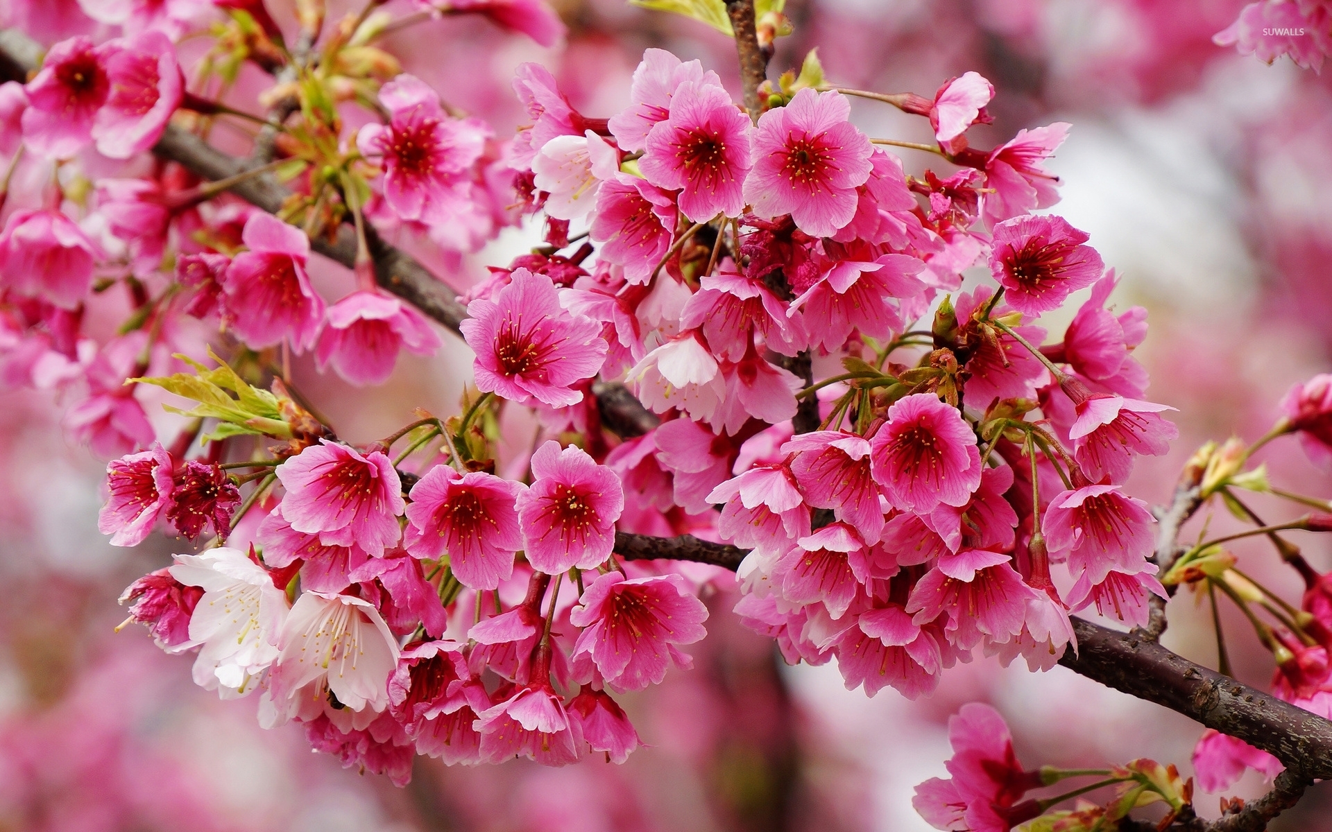 Wonderful spring blossoms wallpaper - Flower wallpapers - #49080
