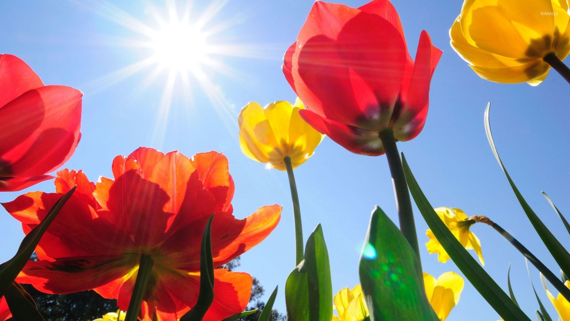 Yellow and red tulips rising to the sun wallpaper - Flower ...