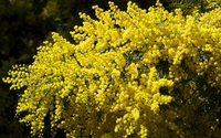 Yellow buds [2] wallpaper 2560x1600 jpg