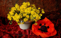 Yellow chrysanthemum wallpaper 2560x1600 jpg
