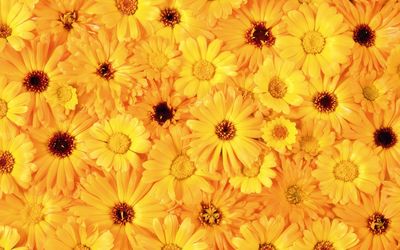 Yellow daisies wallpaper