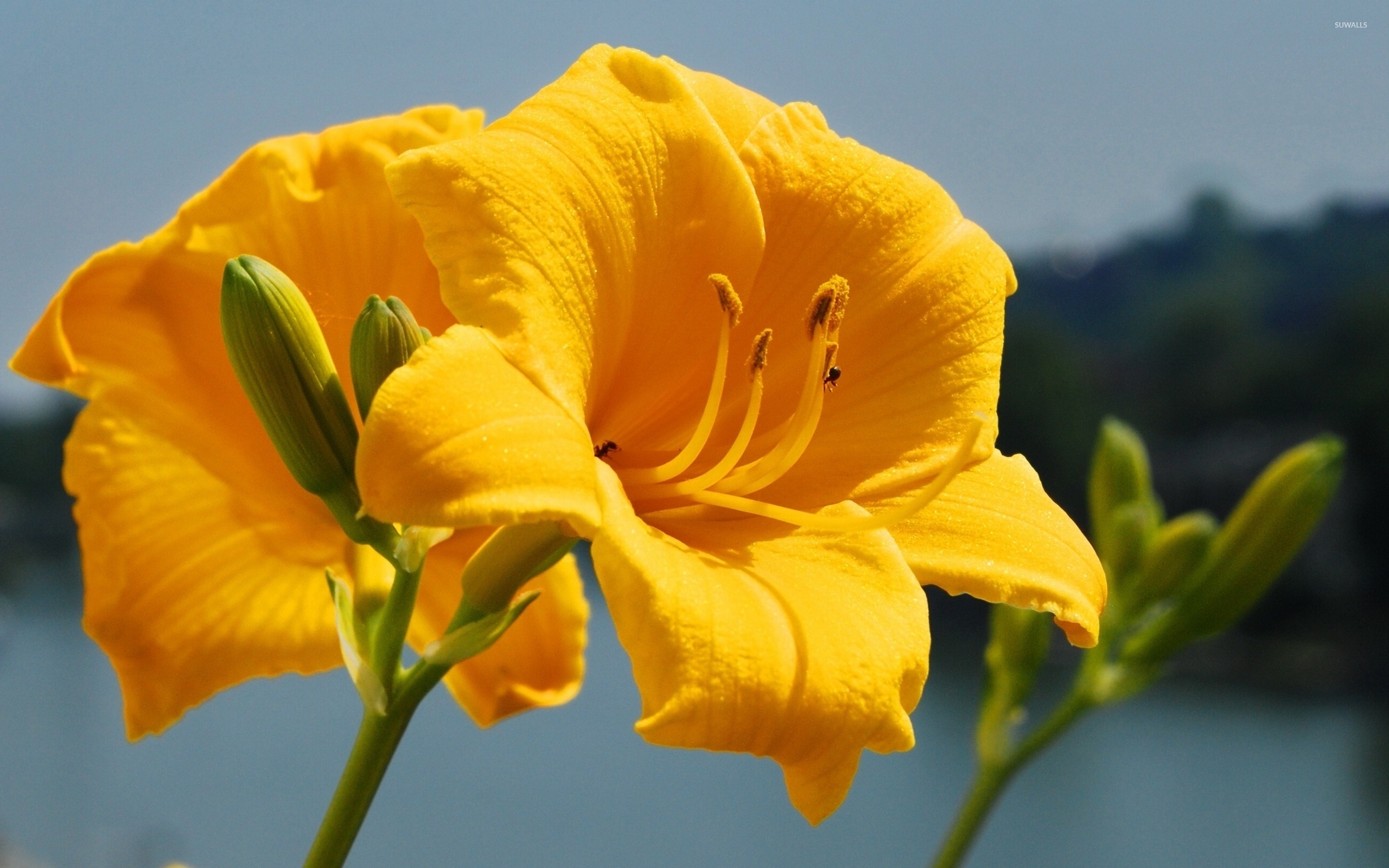 Yellow Lily Wallpaper Flower Wallpapers