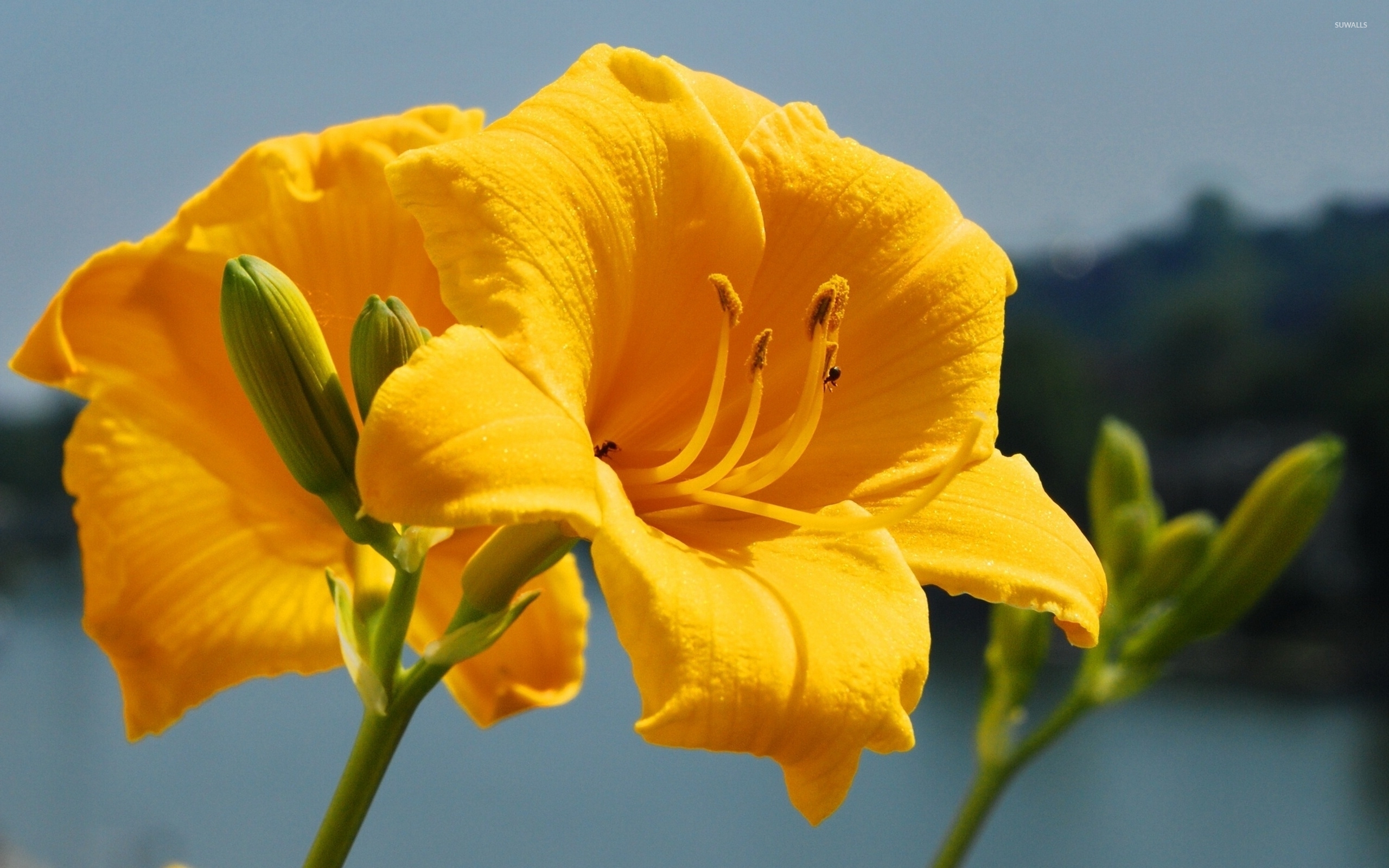 Yellow Lily Wallpaper Flower Wallpapers 35468