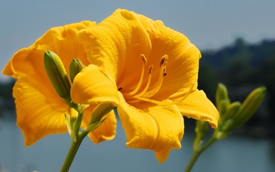Yellow lily wallpaper