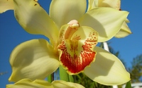 Yellow orchid wallpaper 2560x1600 jpg