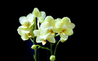 Yellow Orchids [2] wallpaper