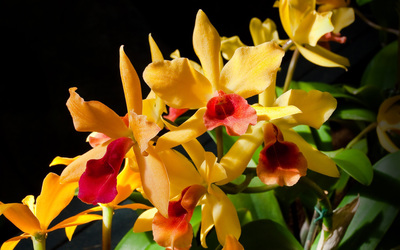 Yellow orchids wallpaper