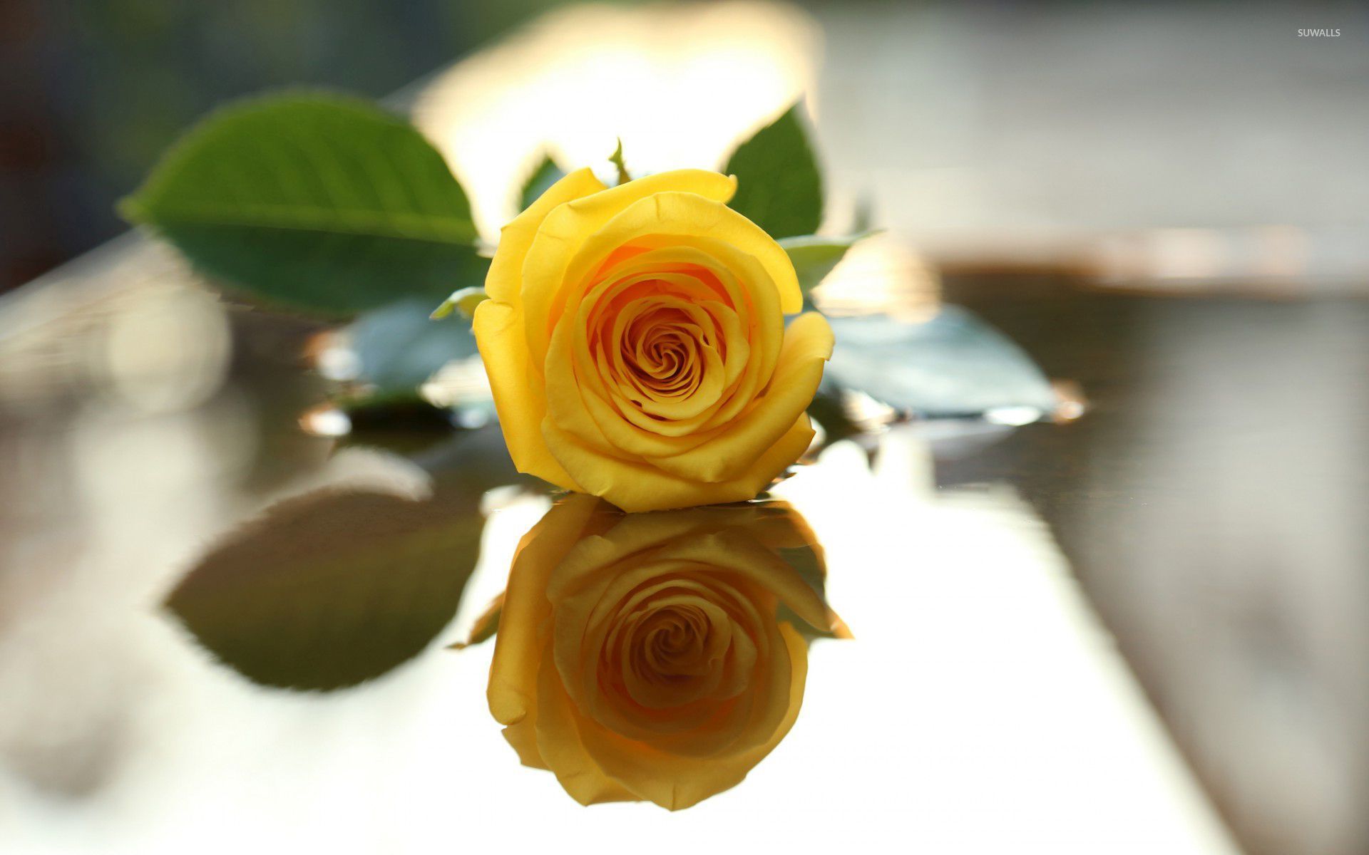 yellow rose flower wallpaper