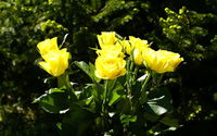 Yellow Roses [2] wallpaper 1920x1200 jpg