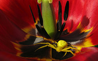 Yellow spider in a tulip wallpaper 2560x1600 jpg