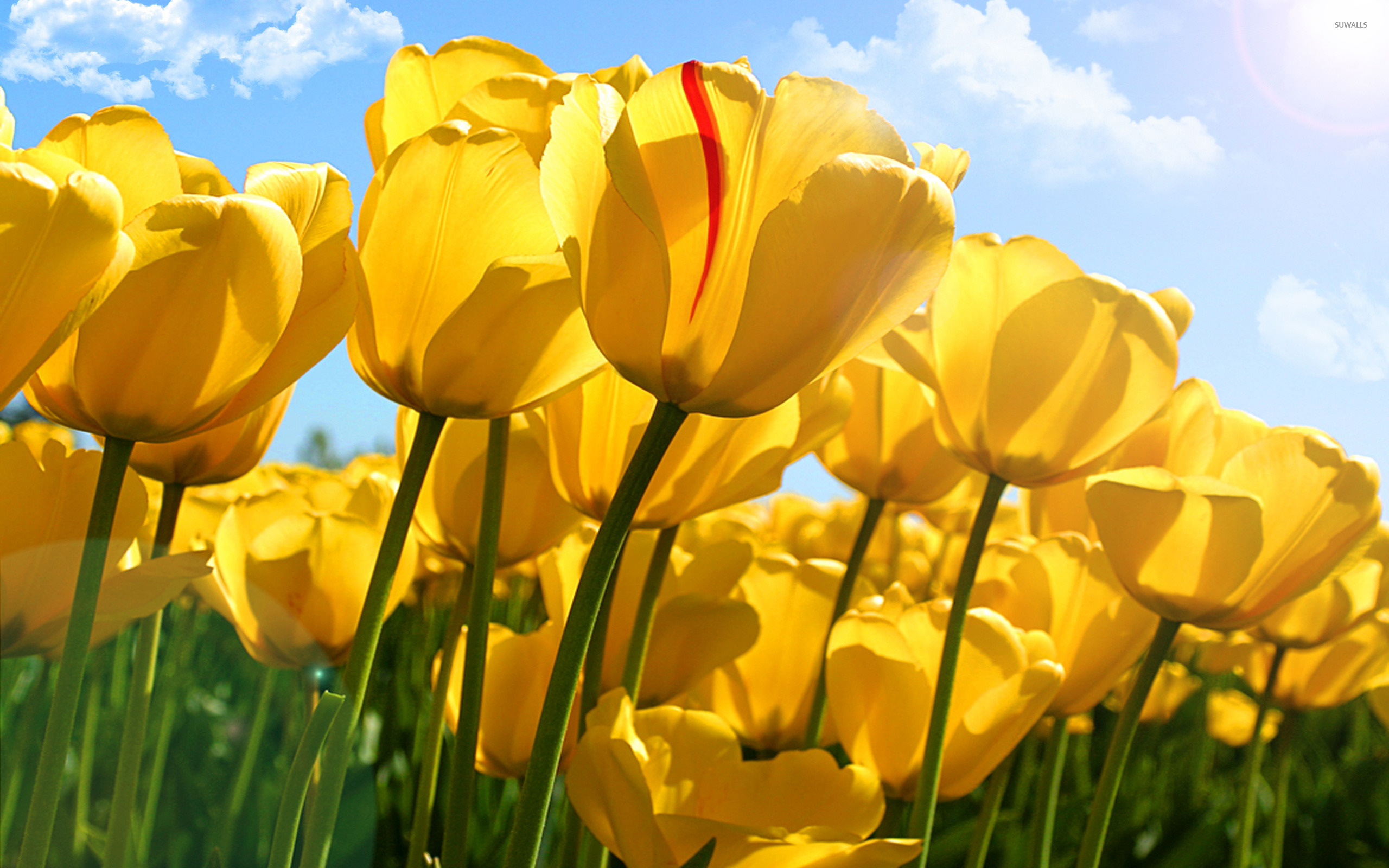 Yellow Tulip Background