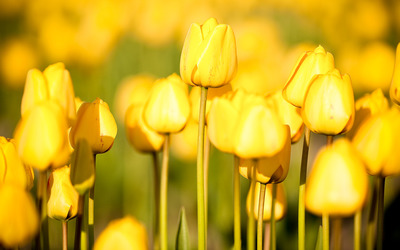Yellow Tulips wallpaper