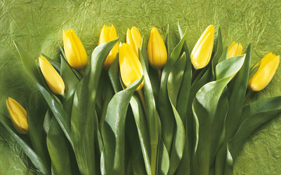 Yellow tulips [3] wallpaper